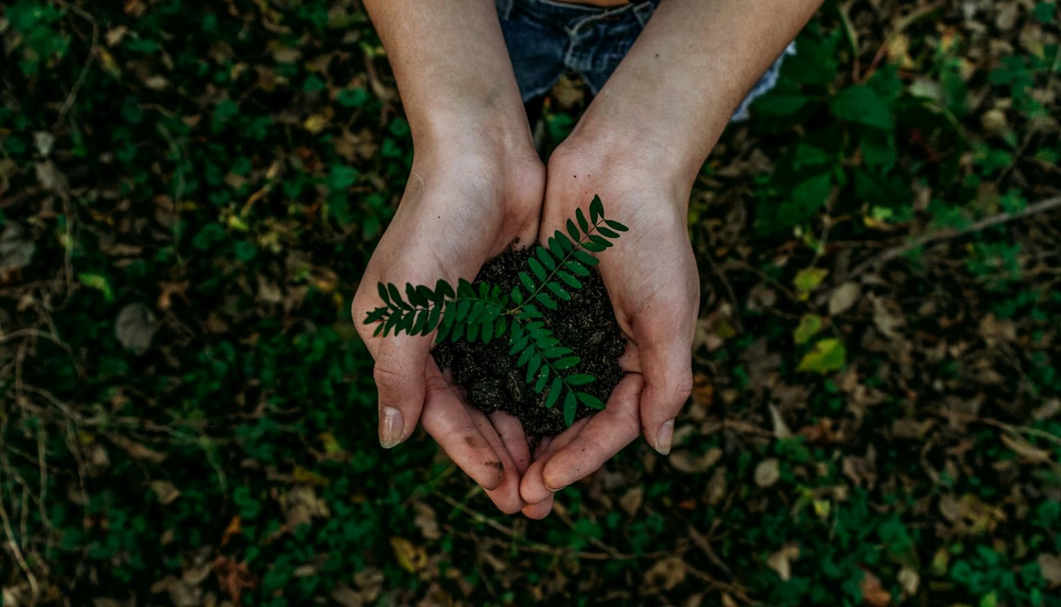 Two cupped hands holding a small green seedling over soil